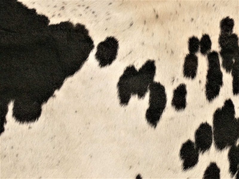 Nguni - BLW 26 Close-up SOLD!