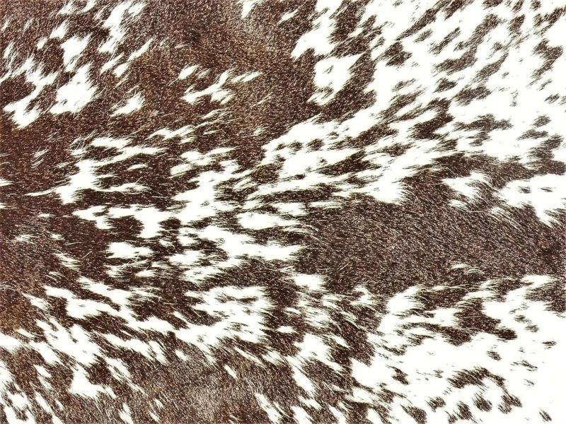 Nguni - BLW 29  Close-up #2 SOLD!