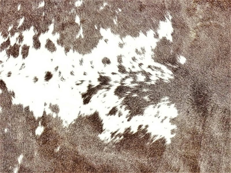 Nguni - BLW 29 Close-up SOLD!