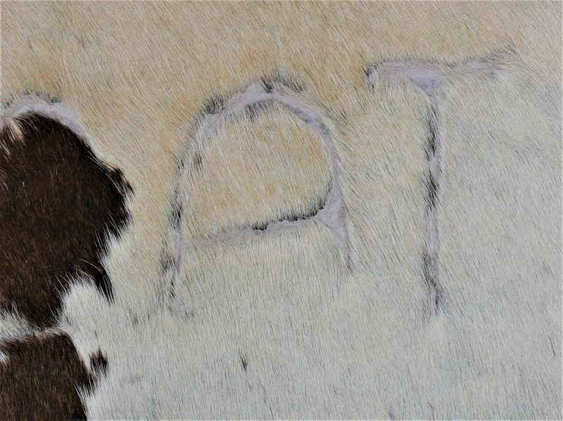 Nguni - BRW-31 Close-up