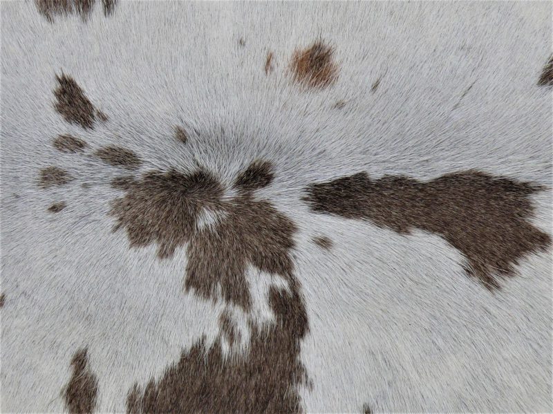 Nguni - BRW-31 Close-up #2