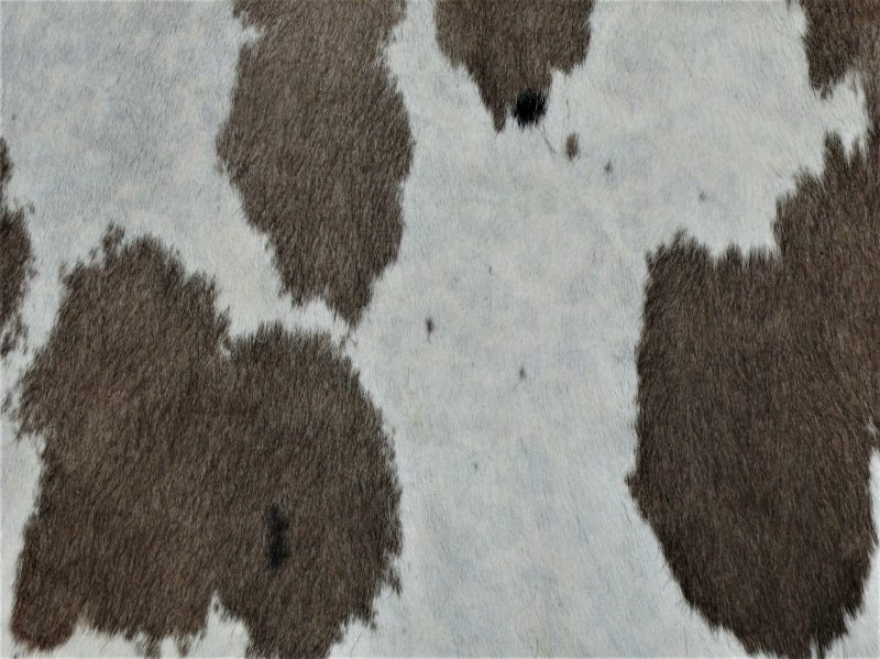 Nguni - BRW-31 Close-up #3