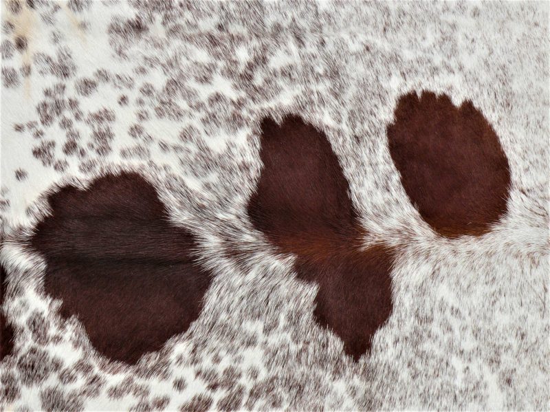 Nguni - BRW-32 Close-up SOLD!