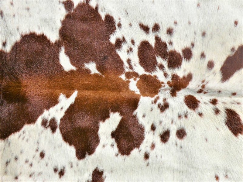 Nguni - BRW-33 Close-up SOLD!