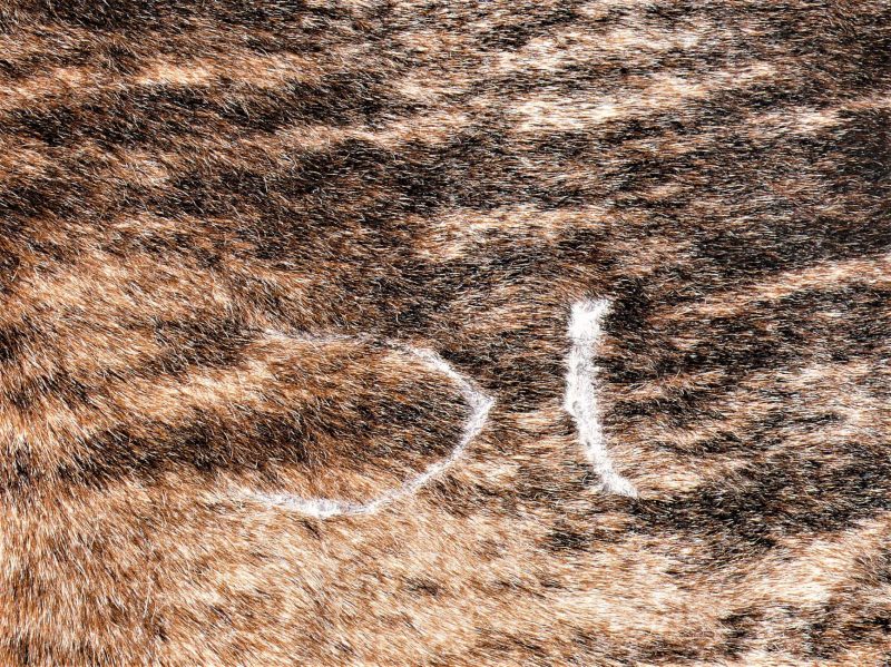 Nguni - BRND-11 Close-up SOLD!