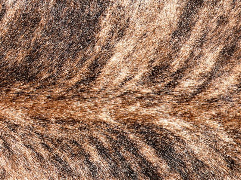 Nguni - BRND-11 Close-up #2 SOLD!