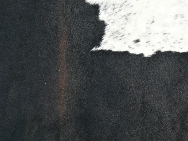 Nguni - BlW 31 (b) Close-up