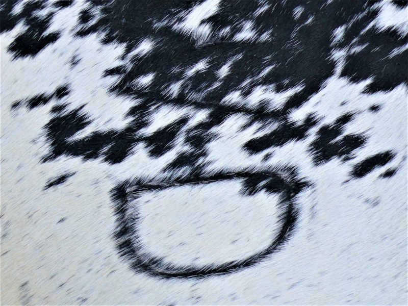 Nguni - BlW 32 (b) Close-up