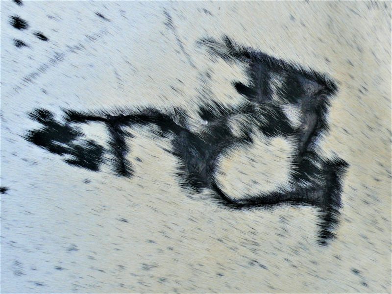 Nguni - BlW 32 (c) Close-up