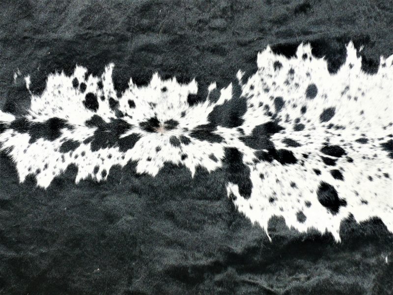 Nguni - BlW 35 (b) Close-up