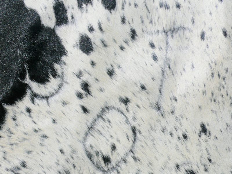 Nguni - BlW 36 (c) Close-up SOLD!