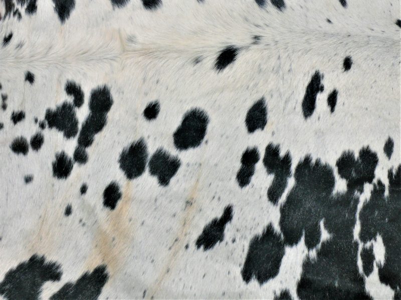 Nguni - BlW 40 (b) Close-up