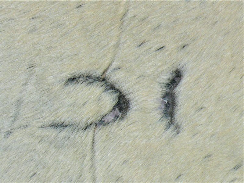 Nguni - BlW 40 (c) Close-up