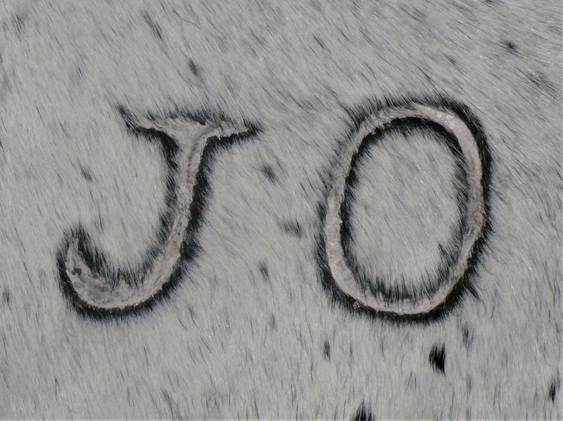 Nguni - BlBrW 38 (b) Close-up