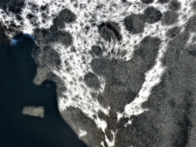 Nguni - BlW 41 (b) Close-up