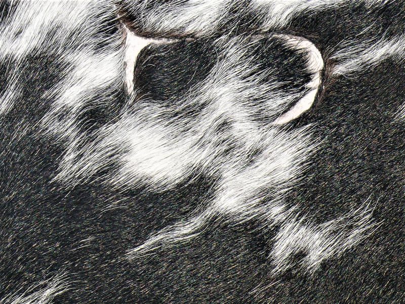 Nguni - BlW 41 (c) Close-up