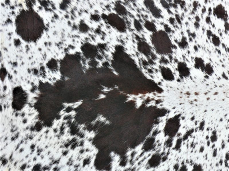 Nguni - BrW 38 (b) Close-up