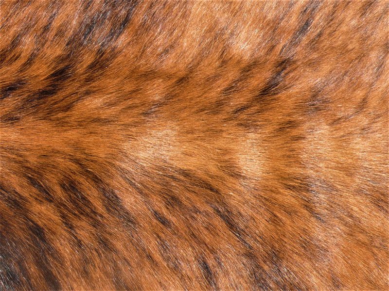 Nguni - Brnd 17 (b) Colse-up