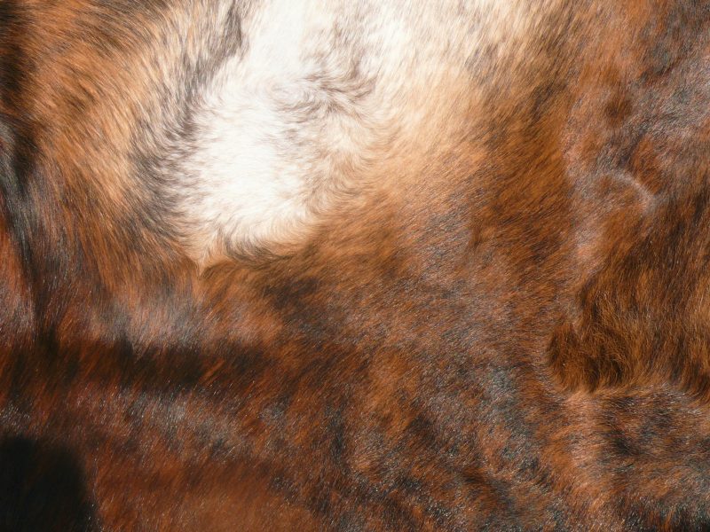 Nguni - Brnd 17 (c) Close-up