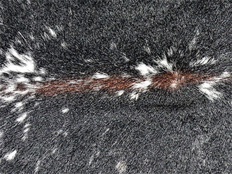 Nguni - BlBrW 39 (b) Close-up