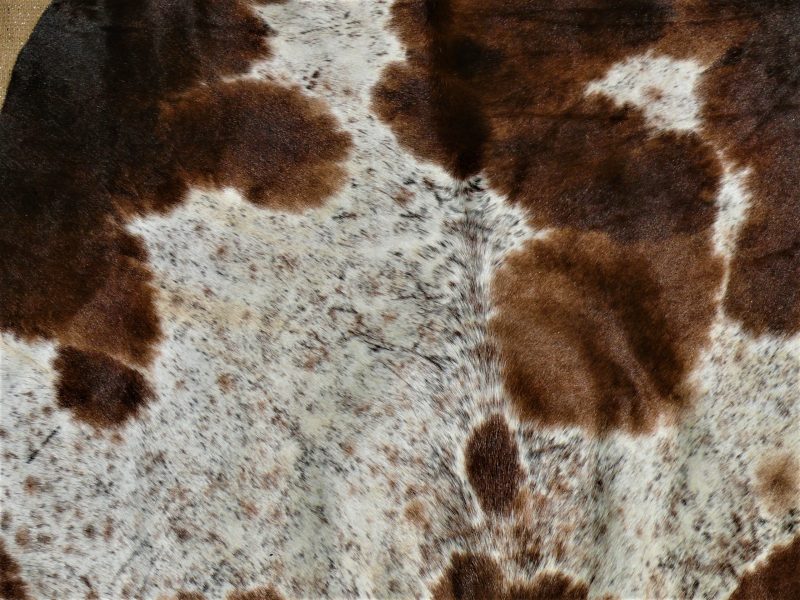Nguni - BlBrW 41 (b) Close-up
