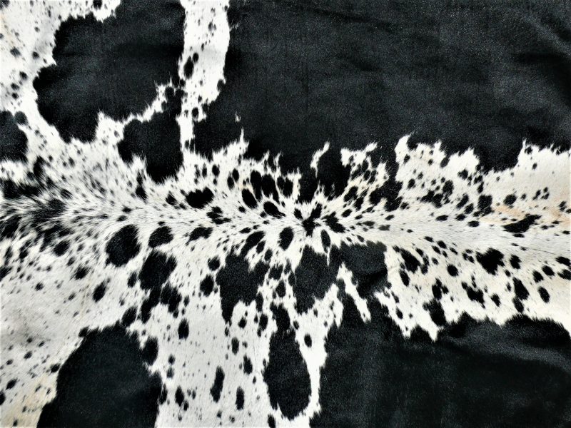 Nguni - BlW 42 (b) Close-up